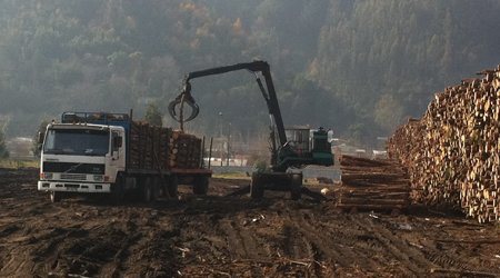 Grúa cargando trozos de madera a camión